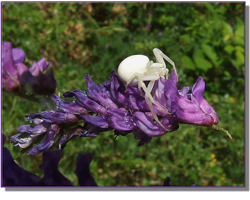 Misumena vatia - Un ragno candido